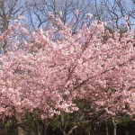 Early cherry blossems in Inokashira Park2